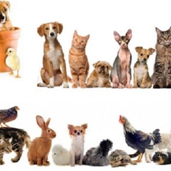 Animaux domestiques