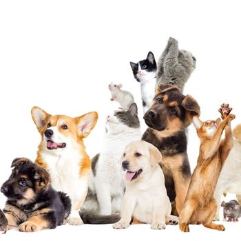 a10bf158bd_126018_choisir-animal-compagnie