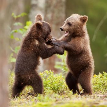 ours