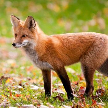 renard-864-×-540-px