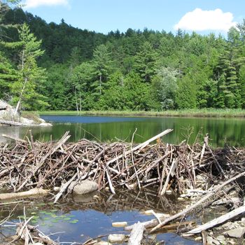 Photo-Barrage-castor